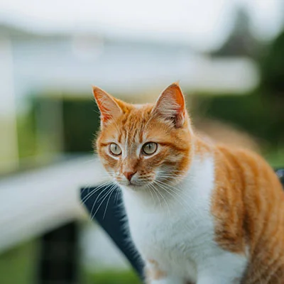 11月17日|21.9M/S，最新高速免费节点，Clash节点/Singbox节点/SSR节点/Shadowrocket节点/V2ray节点订阅链接地址，科学上网