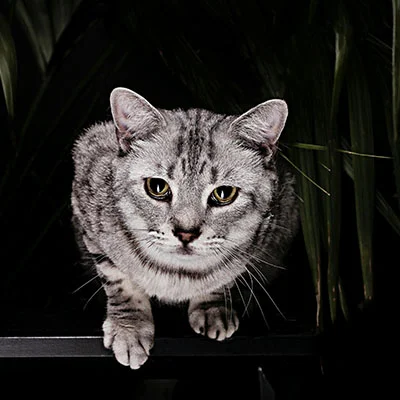 Pytorch 类型错误：Expected object of type torch.FloatTensor but found type torch.cuda.FloatTensor.