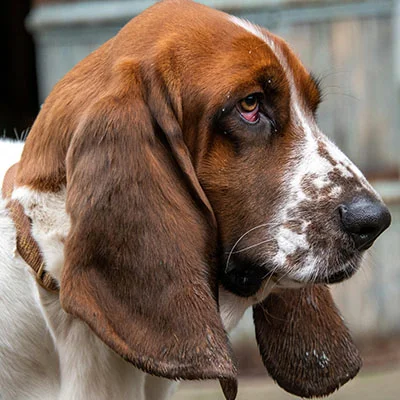 2月26日|21.3M/S，最新高速免费节点，SSR/Shadowrocket/Clash/V2ray订阅链接地址，科学上网