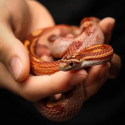 2月27日|18.6M/S，最新高速免费节点，SSR/V2ray/Clash/Shadowrocket订阅链接地址，科学上网