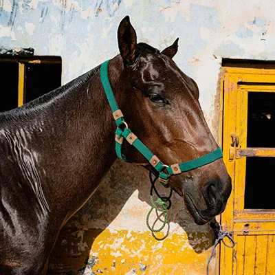 10月19日|21M/S，最新高速免费节点，Clash节点/V2ray节点/SSR节点/Singbox节点/Shadowrocket节点订阅链接地址，科学上网