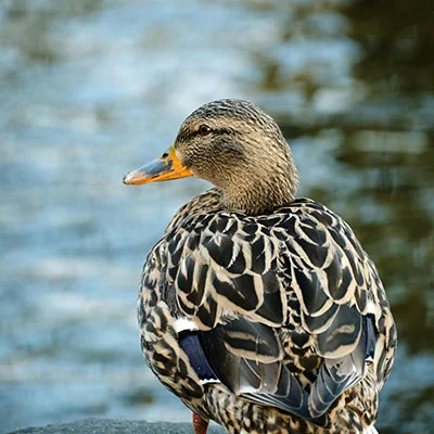 10月24日|18.1M/S，最新高速免费节点，Clash节点/Shadowrocket节点/SSR节点/Singbox节点/V2ray节点订阅链接地址，科学上网