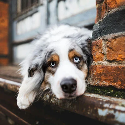 动物疫苗接种禁忌症和注意事项图片大全 动物疫苗接种禁忌症和注意事项图片大全集