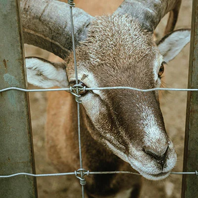 国内宠物粮上市公司排名前十（宠物粮食上市）