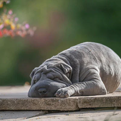 11月1日|22.7M/S，最新高速免费节点，V2ray节点/Singbox节点/Shadowrocket节点/Clash节点/SSR节点订阅链接地址，科学上网