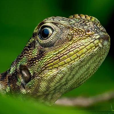 10月18日|19.5M/S，最新高速免费节点，V2ray节点/Singbox节点/SSR节点/Clash节点/Shadowrocket节点订阅链接地址，科学上网