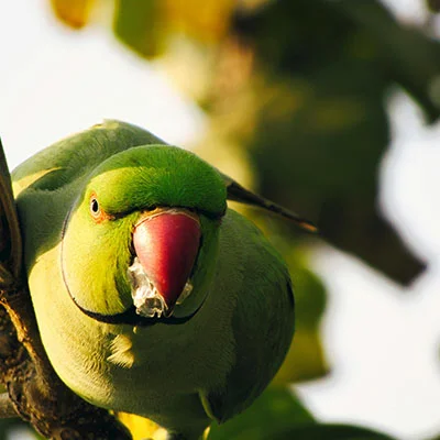 10月21日|19.8M/S，最新高速免费节点，Shadowrocket节点/V2ray节点/Singbox节点/Clash节点/SSR节点订阅链接地址，科学上网