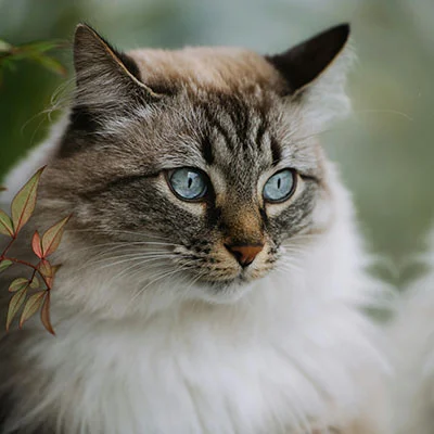 8月26日|22.3M/S，最新高速免费节点，V2ray节点/Clash节点/Shadowrocket节点/SSR订阅链接地址，科学上网