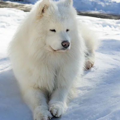 11月21日|21.9M/S，最新高速免费节点，Clash节点/Singbox节点/SSR节点/Shadowrocket节点/V2ray节点订阅链接地址，科学上网