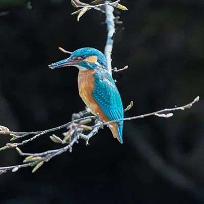 11月13日|20.5M/S，最新高速免费节点，Singbox节点/Shadowrocket节点/V2ray节点/Clash节点/SSR节点订阅链接地址，科学上网