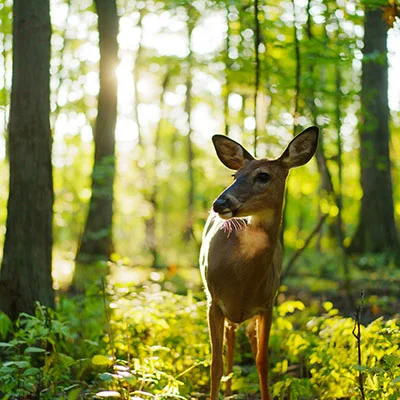 中国最大的猫粮工厂是哪里（国内猫粮工厂）