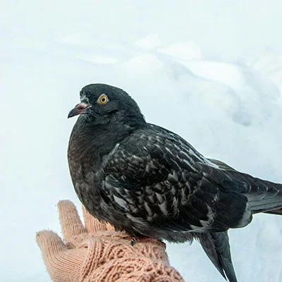 11月11日|18.3M/S，最新高速免费节点，Shadowrocket节点/Singbox节点/Clash节点/SSR节点/V2ray节点订阅链接地址，科学上网