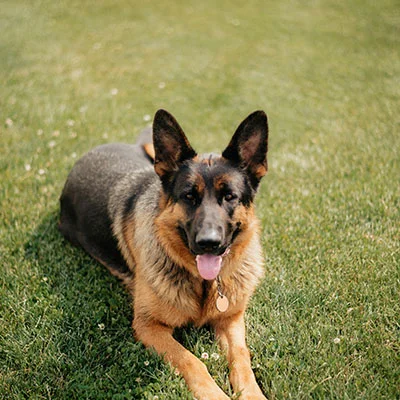 11月12日|19.9M/S，最新高速免费节点，Singbox节点/V2ray节点/Shadowrocket节点/Clash节点/SSR节点订阅链接地址，科学上网