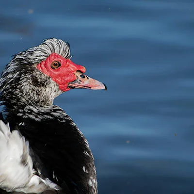 9月25日|22.1M/S，最新高速免费节点，Shadowrocket节点/Clash节点/V2ray节点/Singbox节点/SSR节点订阅链接地址，科学上网