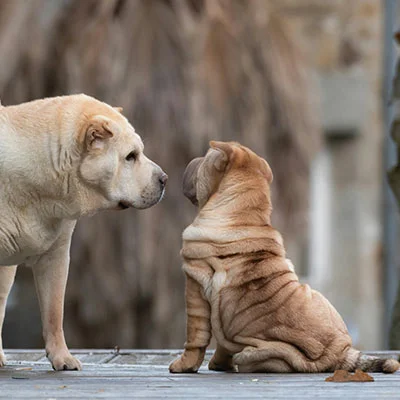 5月26日|22.9M/S，最新高速免费节点，Shadowrocket/V2ray/Clash/SSR订阅链接地址，科学上网