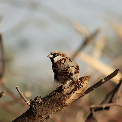 11月16日|22.3M/S，最新高速免费节点，Singbox节点/Clash节点/V2ray节点/Shadowrocket节点/SSR节点订阅链接地址，科学上网