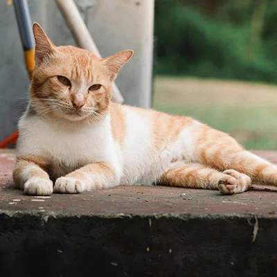 小白开宠物店需要准备什么东西（开宠物店需要做什么）