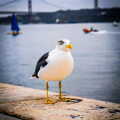 11月20日|21.9M/S，最新高速免费节点，Clash节点/Singbox节点/SSR节点/Shadowrocket节点/V2ray节点订阅链接地址，科学上网