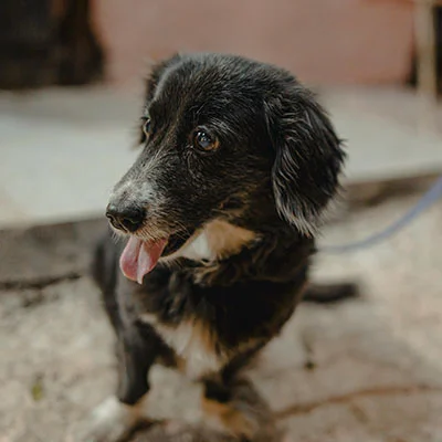 10月20日|22.9M/S，最新高速免费节点，SSR节点/Clash节点/Shadowrocket节点/V2ray节点/Singbox节点订阅链接地址，科学上网