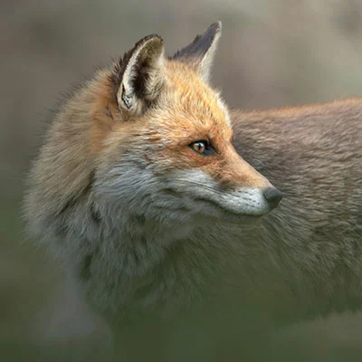 12月25日|21.9M/S，最新高速免费节点，Clash节点/Singbox节点/SSR节点/Shadowrocket节点/V2ray节点订阅链接地址，科学上网