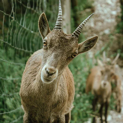 5月21日|18.7M/S，最新高速免费节点，Shadowrocket/Clash/SSR/V2ray订阅链接地址，科学上网