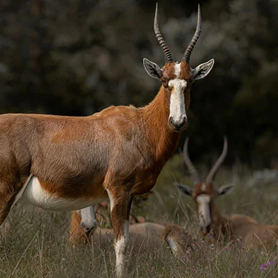 宠物粮食成本分析表（宠物粮食原材料）