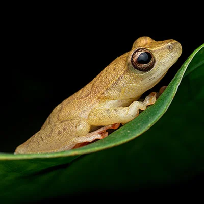 10月25日|18M/S，最新高速免费节点，Clash节点/Singbox节点/Shadowrocket节点/SSR节点/V2ray节点订阅链接地址，科学上网